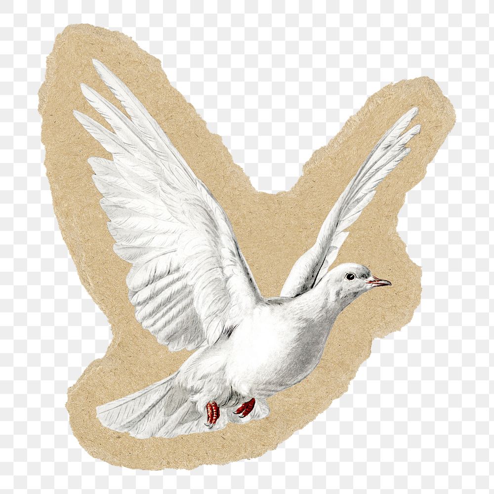 Dove png sticker, torn paper transparent background