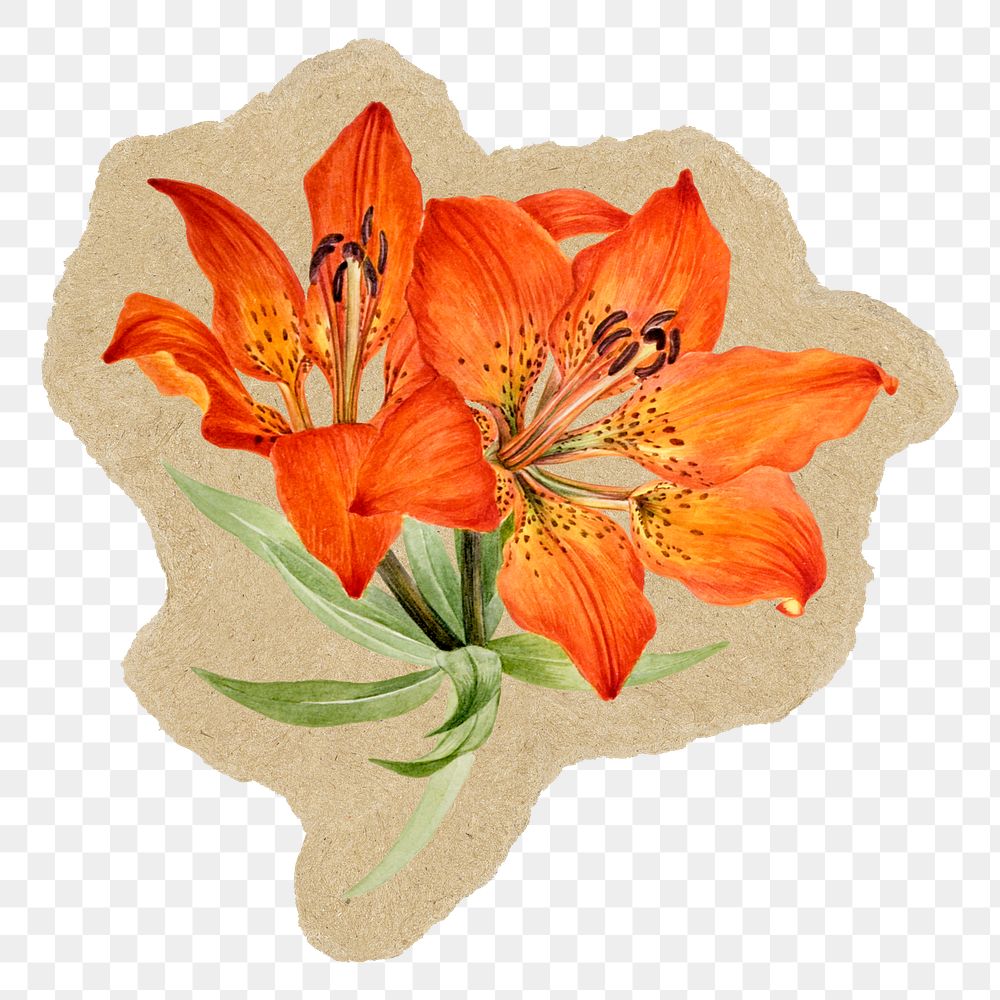 Tiger lily flower png sticker, torn paper transparent background