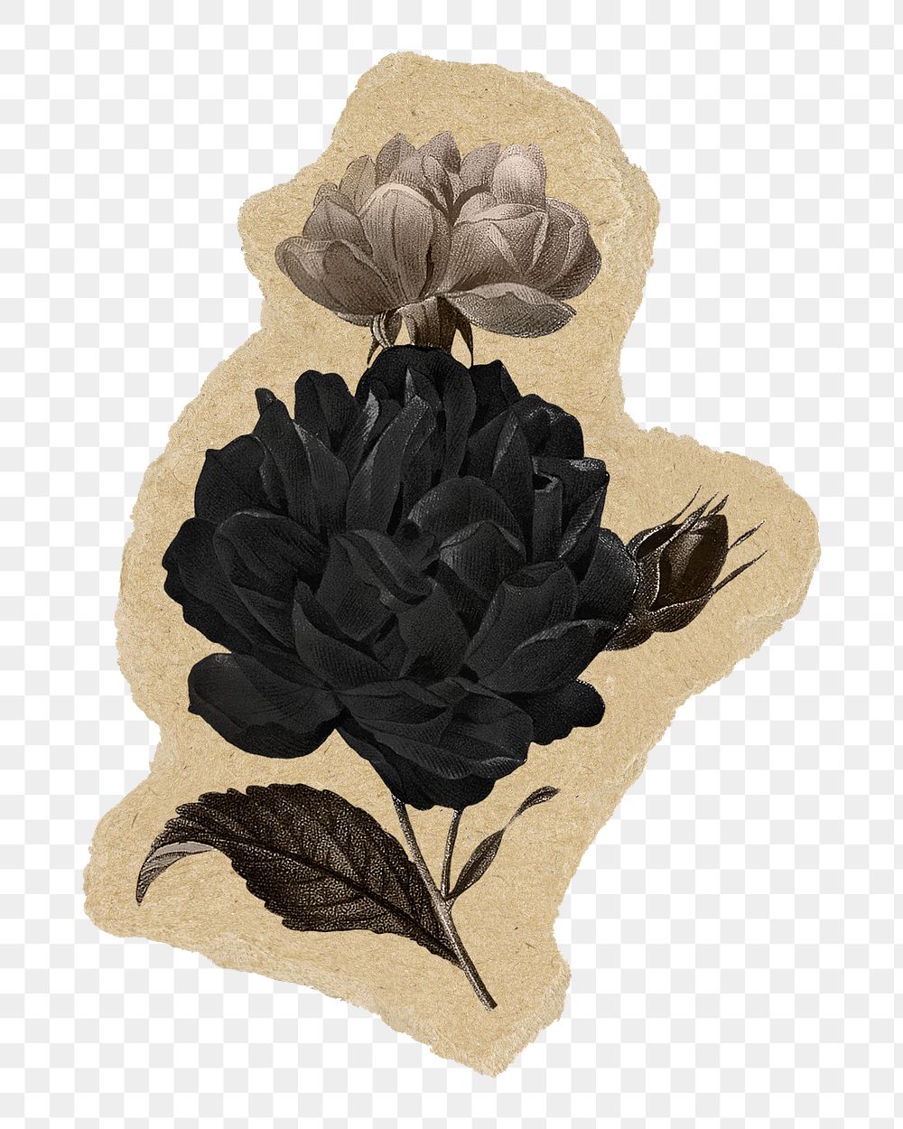 Black flower png sticker, torn paper transparent background