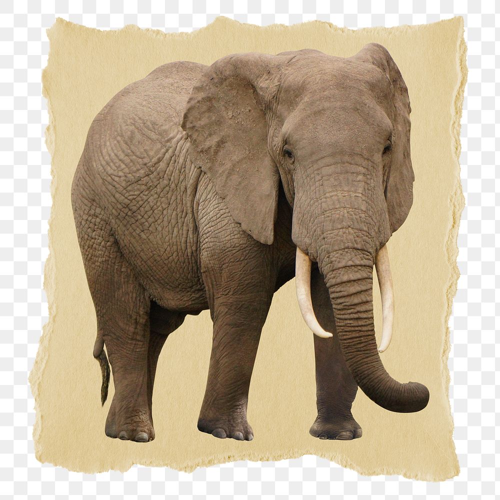 Elephant png animal sticker, ripped paper, transparent background