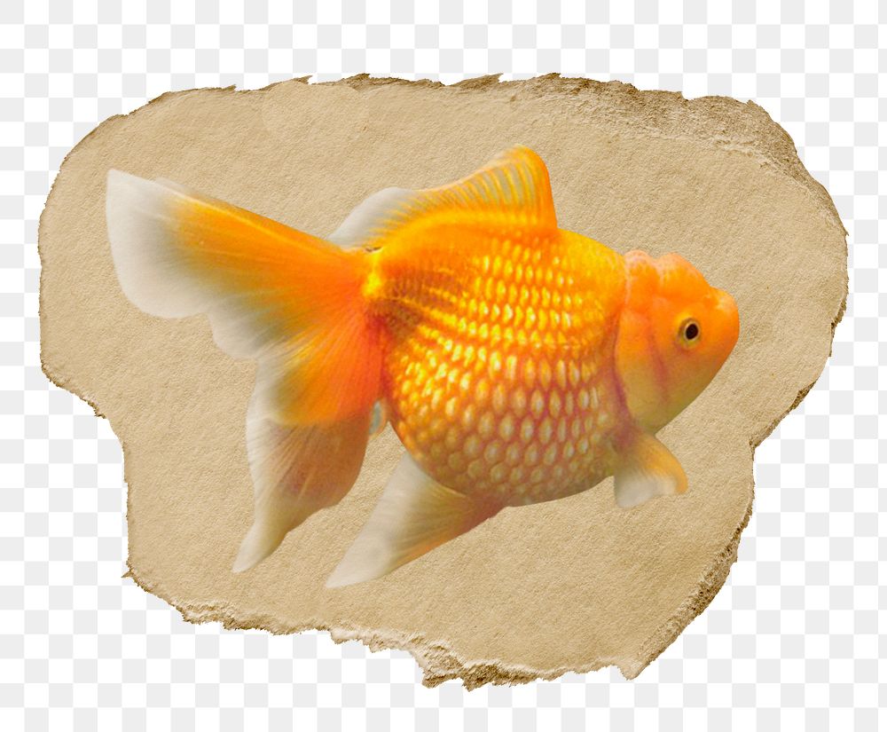 Goldfish png animal sticker, ripped paper, transparent background