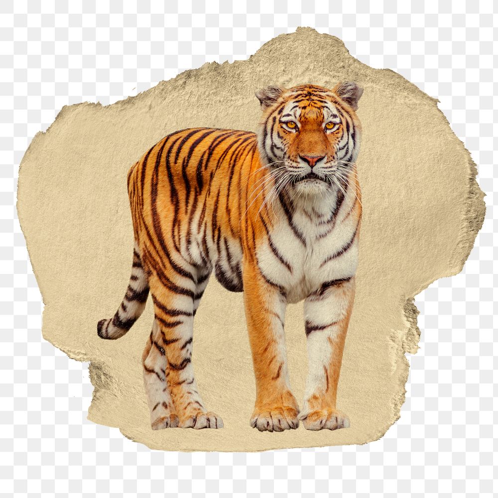 Tiger png animal sticker, ripped paper, transparent background