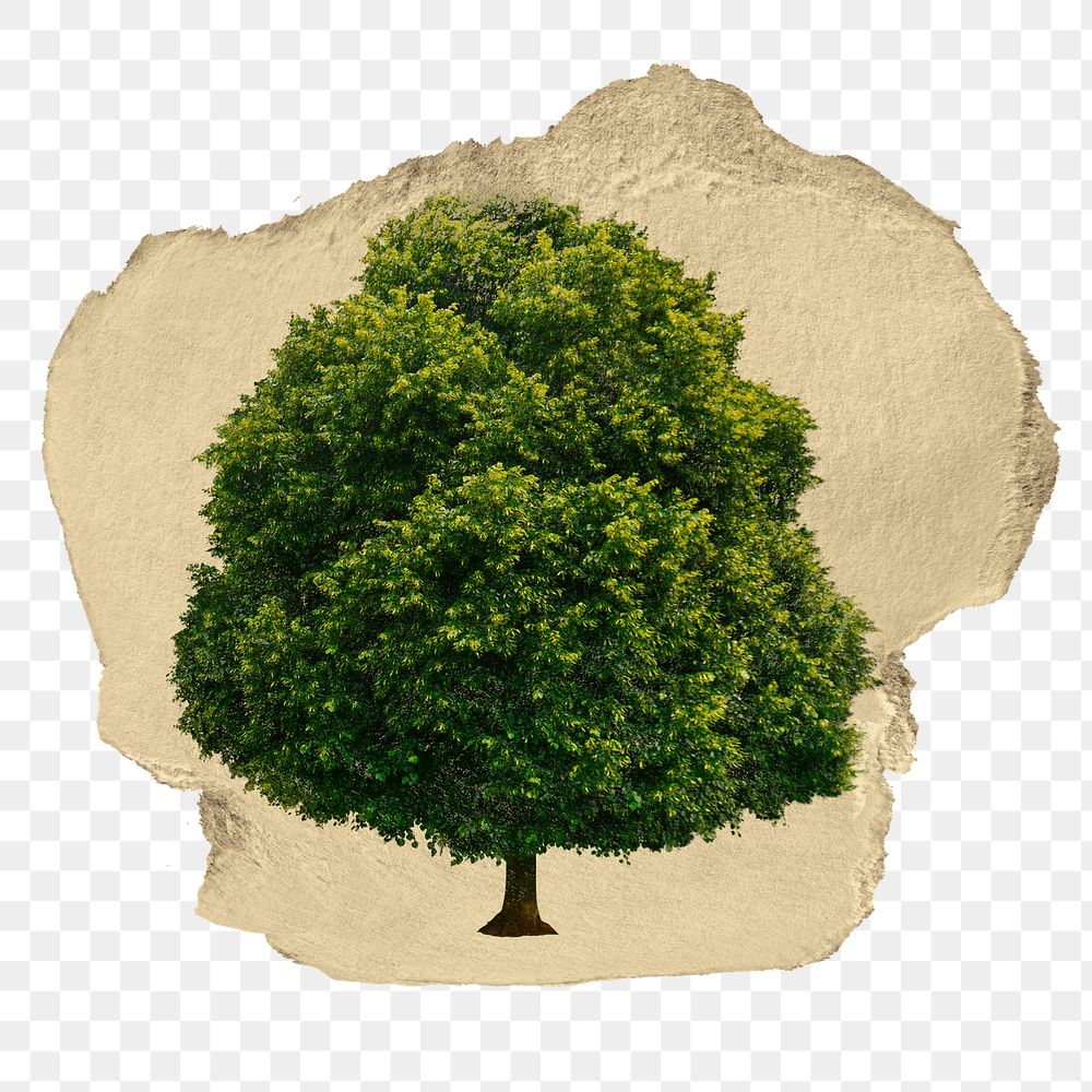 Big tree png sticker, ripped paper, transparent background