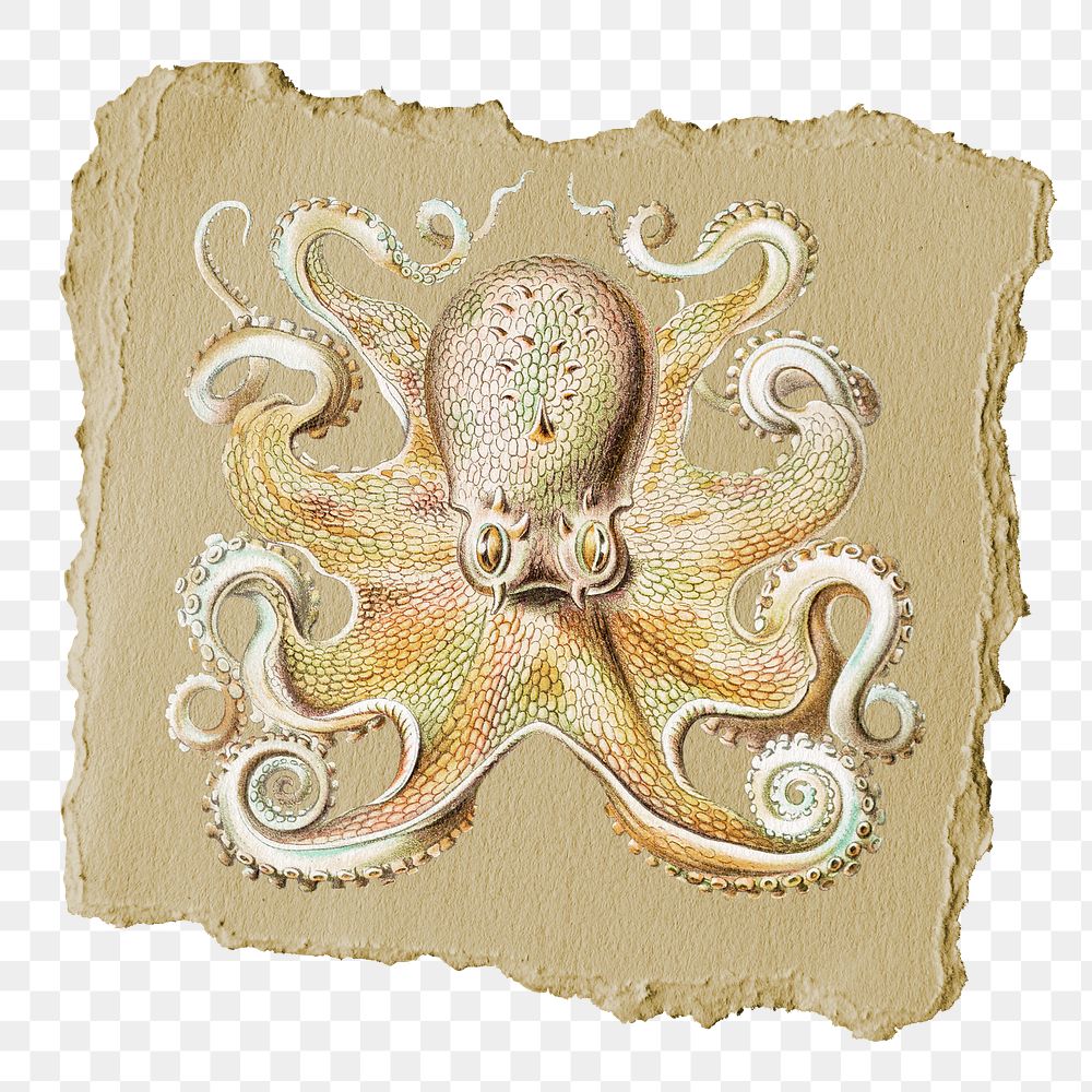 Octopus png animal sticker, ripped paper, transparent background