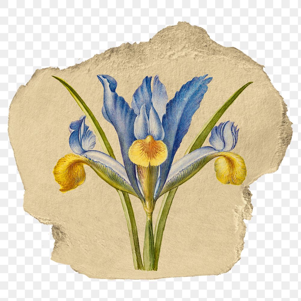 Blue iris flower png sticker, ripped paper, transparent background