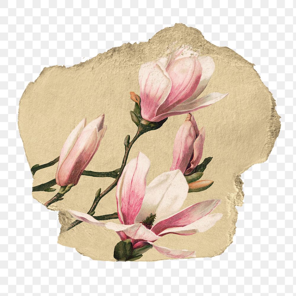Pink magnolia png flower sticker, ripped paper, transparent background