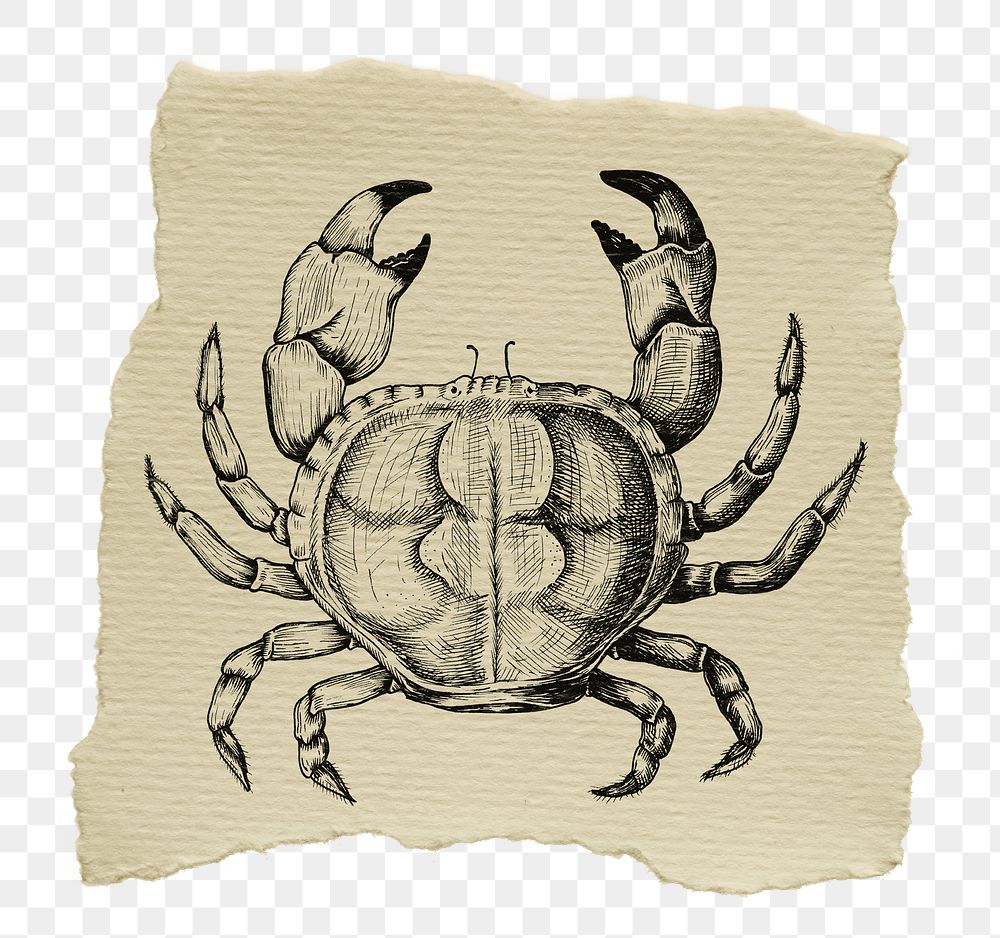 Crab, animal png sticker, ripped paper, transparent background