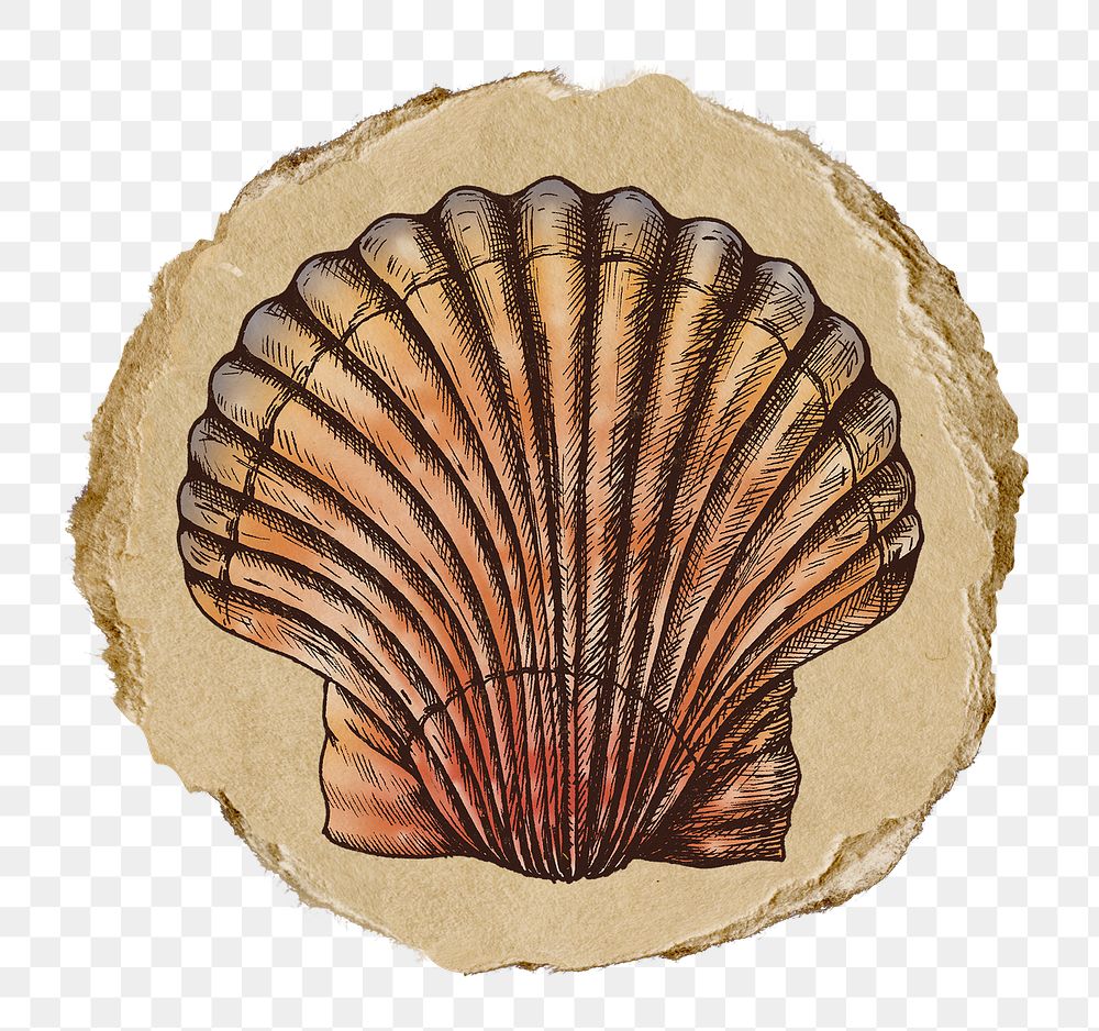 Vintage seashell png sticker, ripped paper, transparent background
