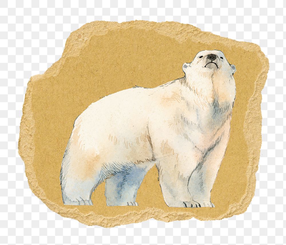 Polar bear png sticker, ripped paper, transparent background