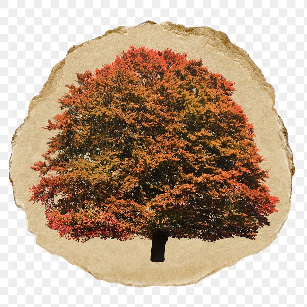 Autumn tree png sticker, ripped paper, transparent background