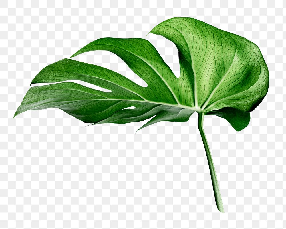 Monstera leaf png sticker, aesthetic plant image on transparent background