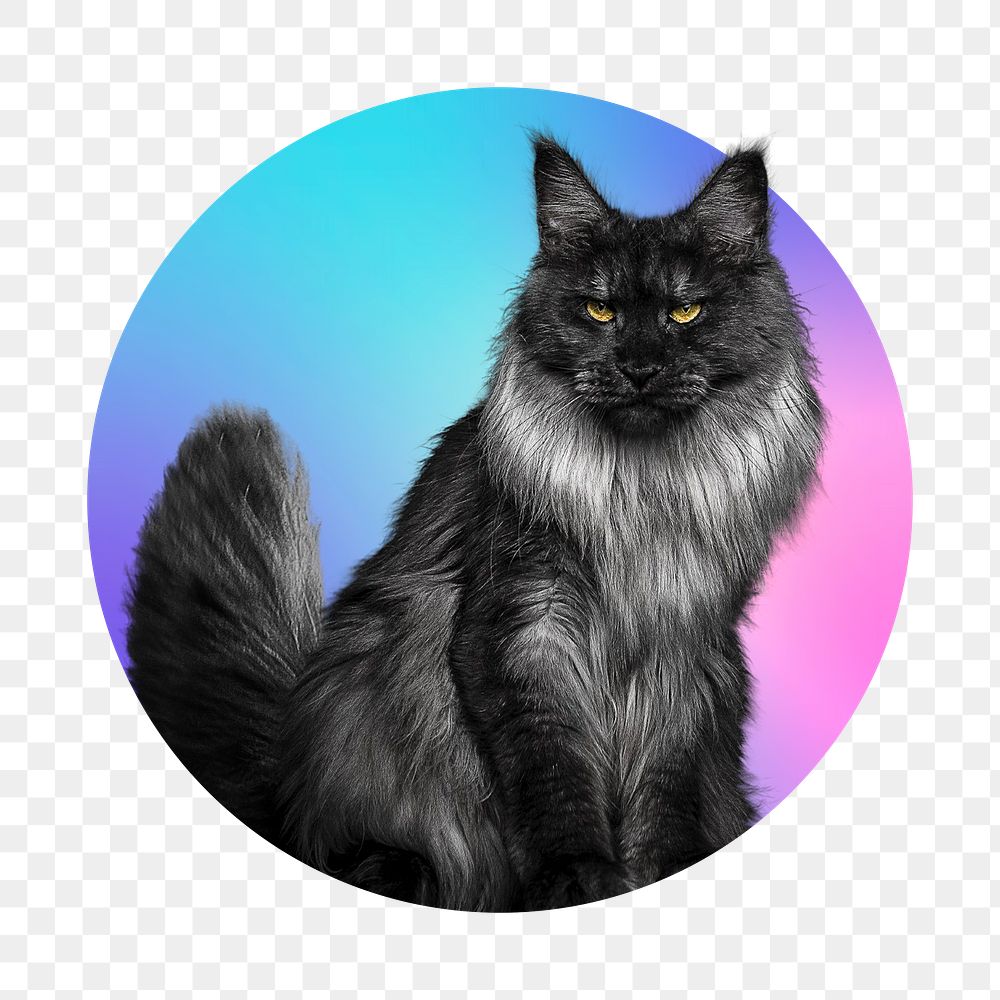 Maine Coon cat png, round badge, transparent background