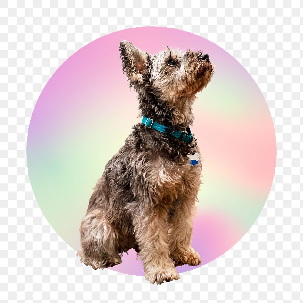 Yorkshire terrier puppy png, round badge, transparent background