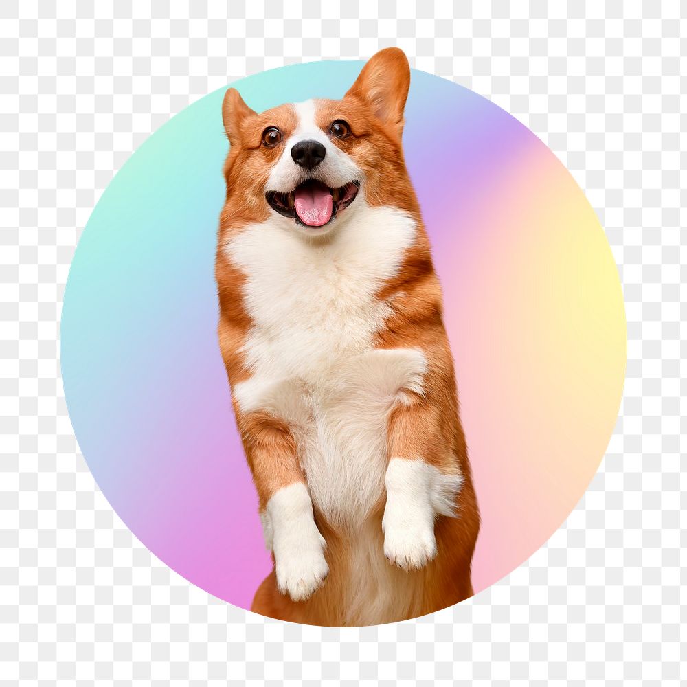 Cute Corgi dog png, round badge, transparent background