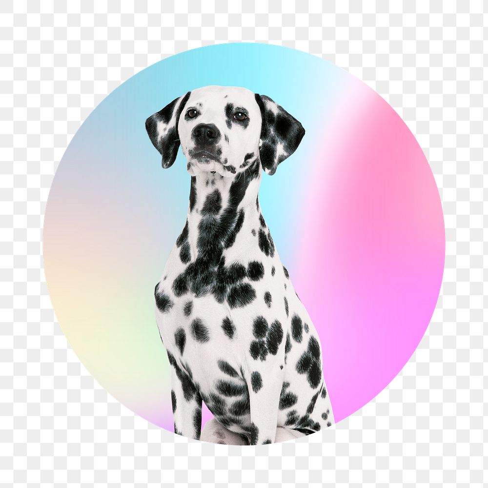 Dalmatian dog png, round badge, transparent background