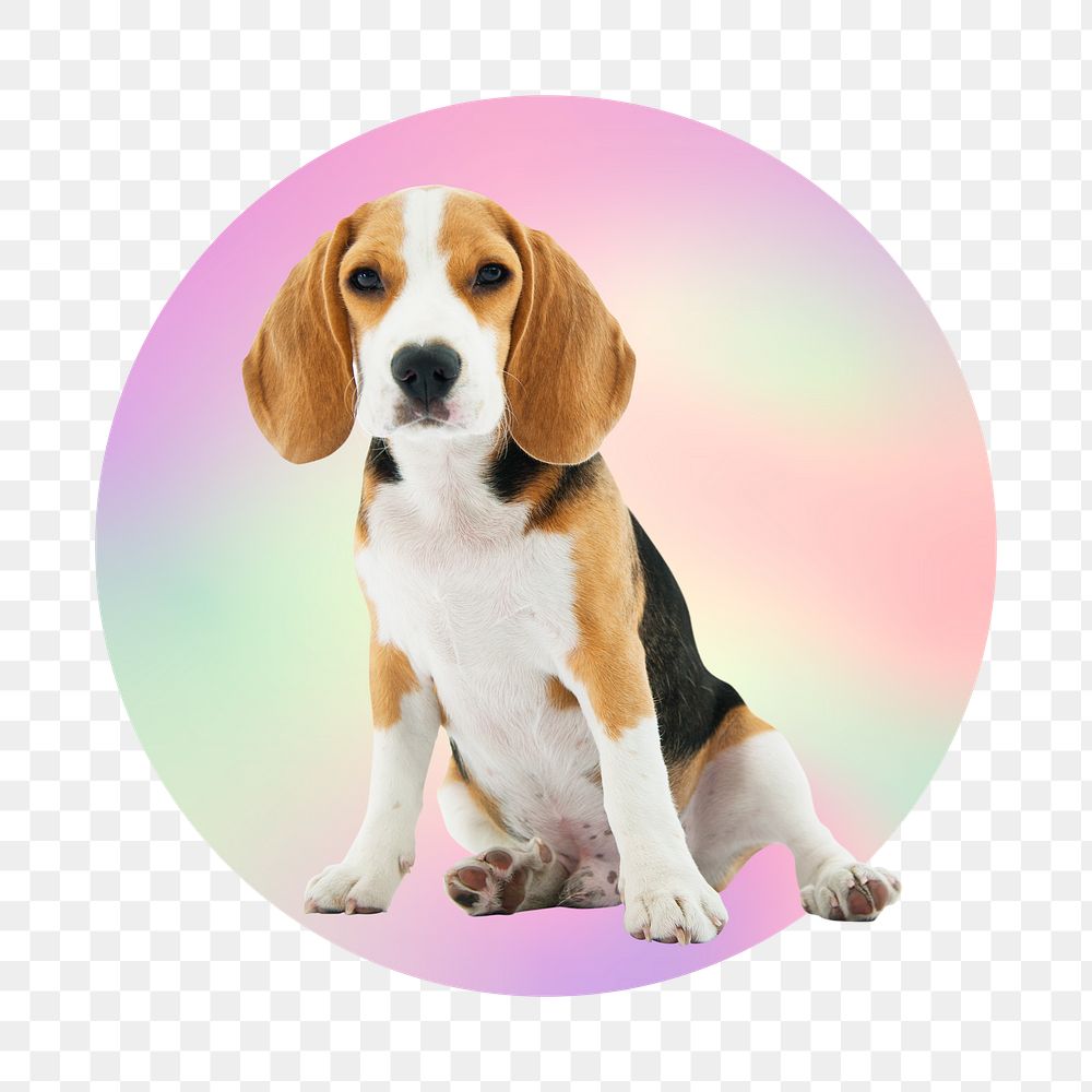 Cute beagle puppy png, round badge, transparent background
