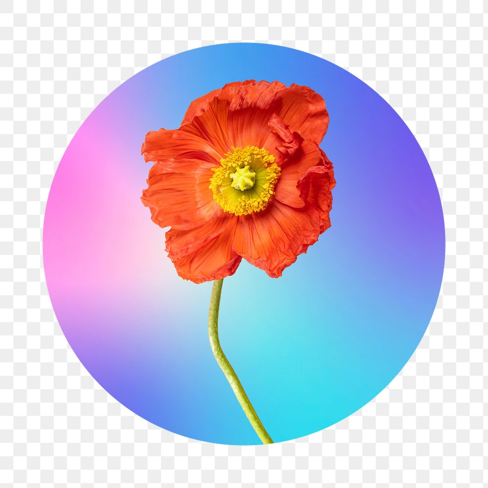 Red flower png on gradient shape, round badge in transparent background