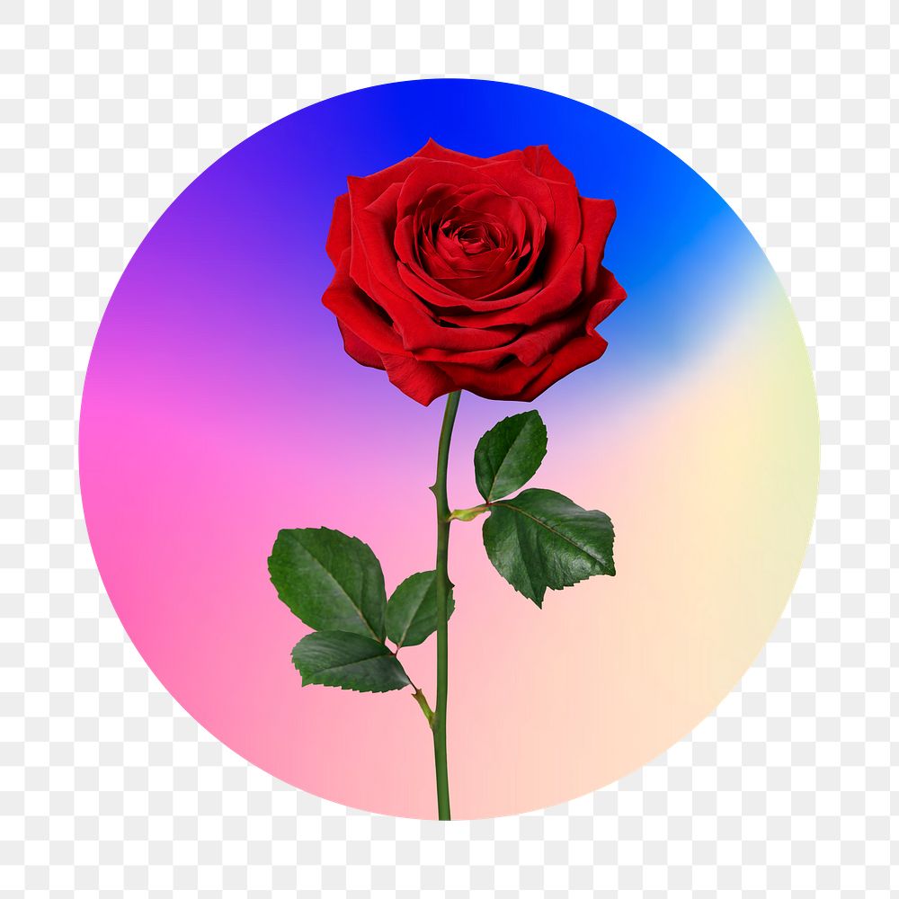 Red rose png on gradient shape, round badge in transparent background