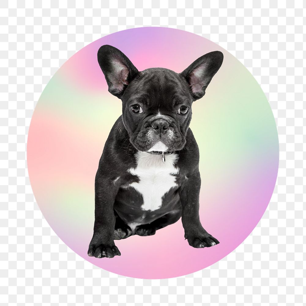 French bulldog png, round badge, transparent background