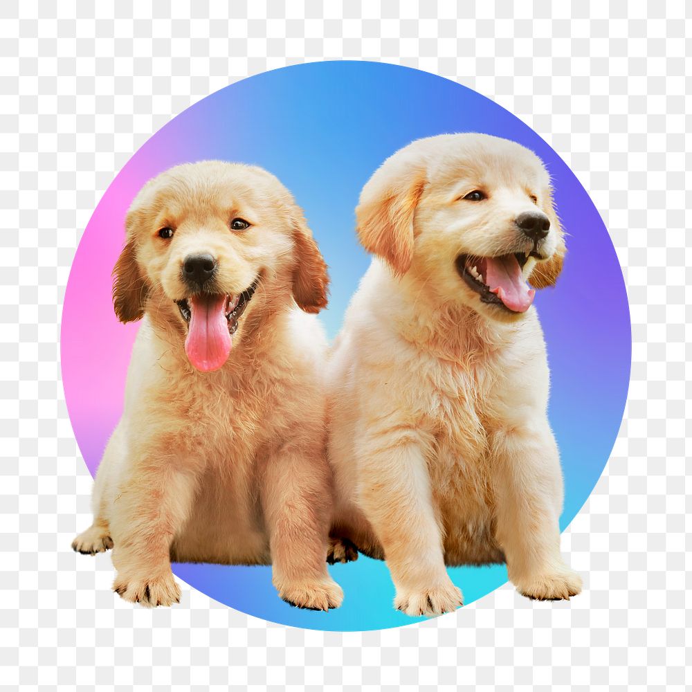 Golden retriever puppies png, round badge, transparent background