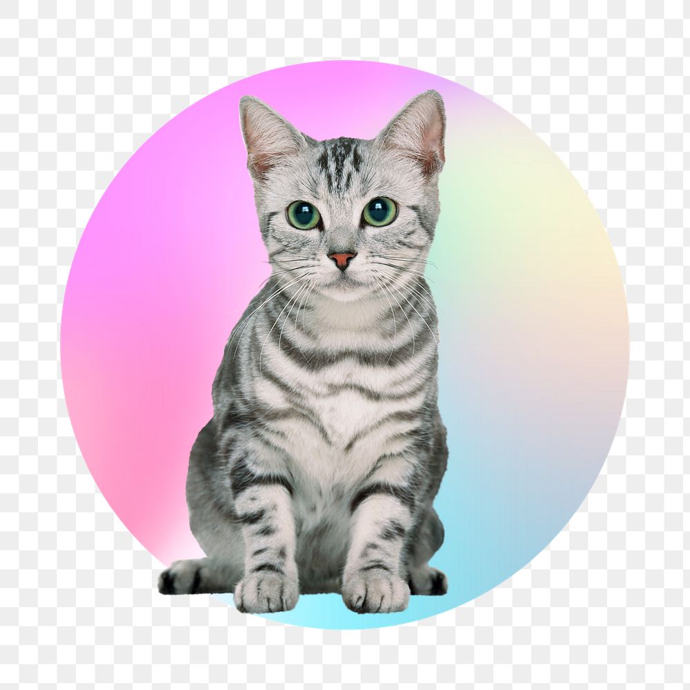 Gray tabby kitten png, round badge, transparent background