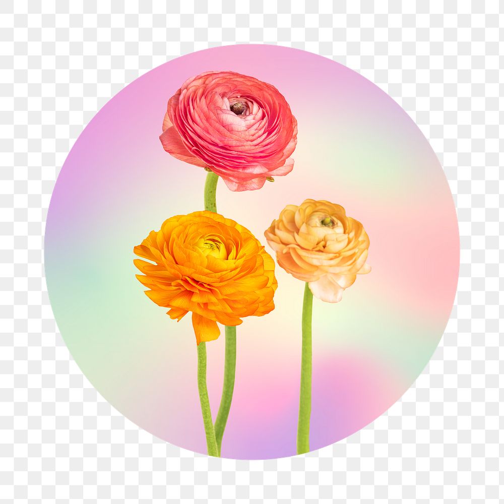 Rose png on gradient shape, round badge in transparent background