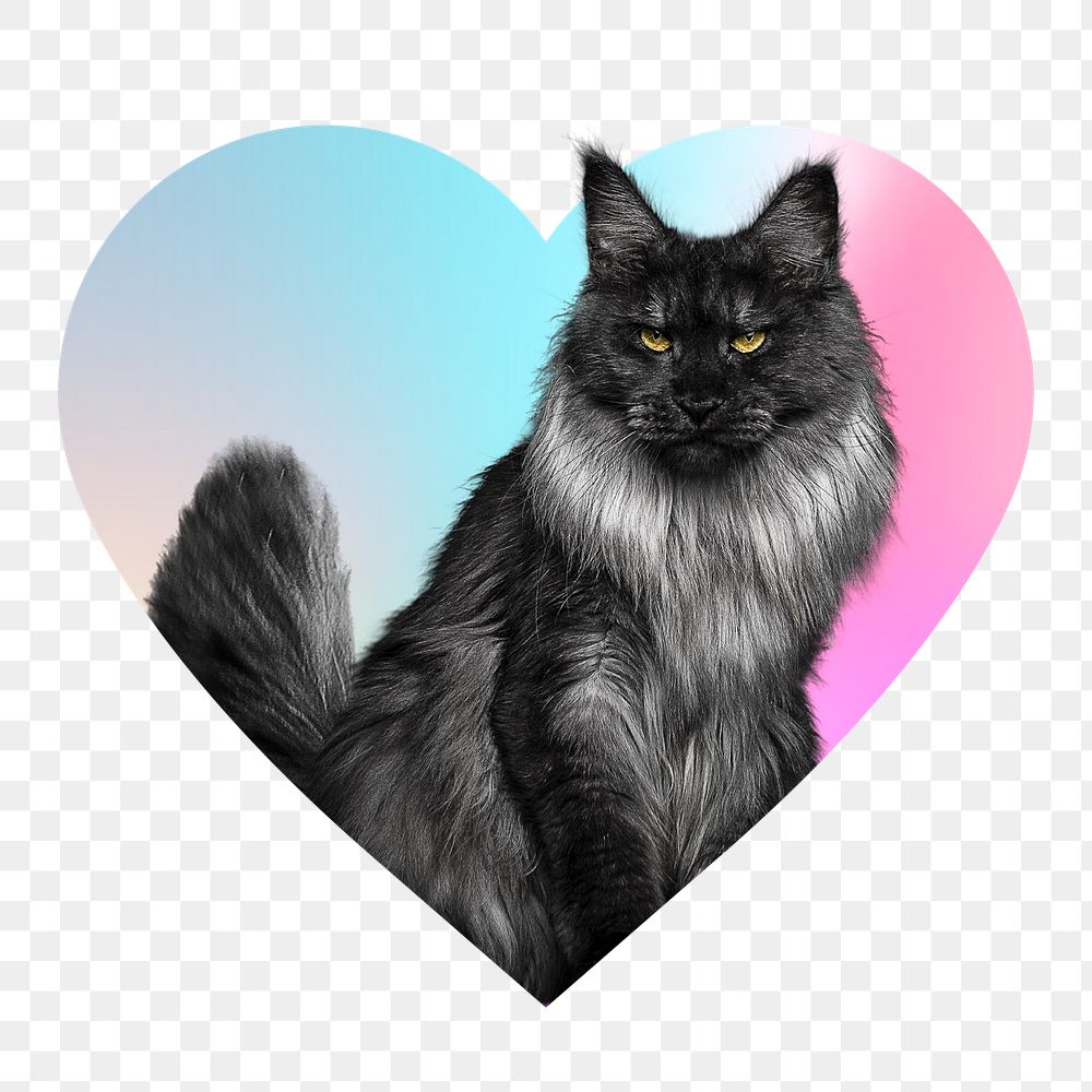 Maine Coon cat png, heart badge design in transparent background