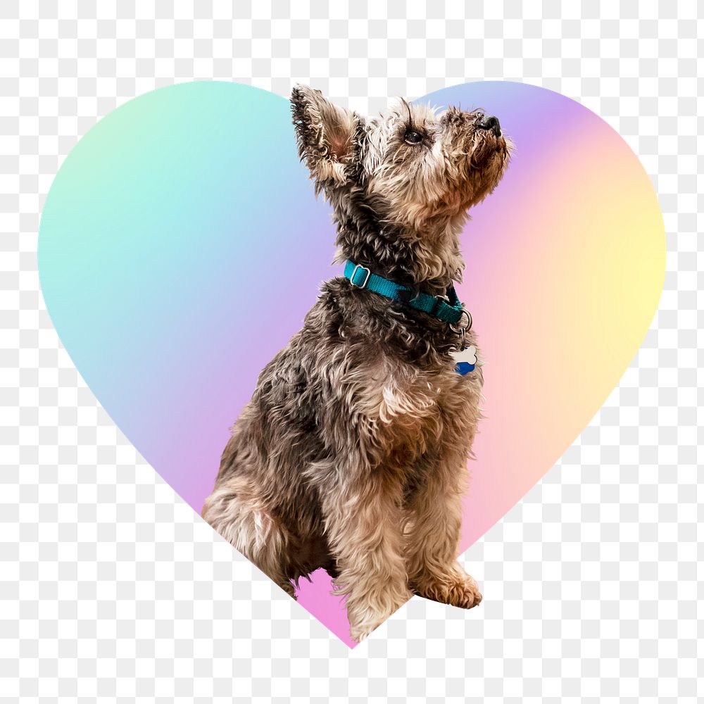 Yorkshire terrier puppy png, heart badge design in transparent background