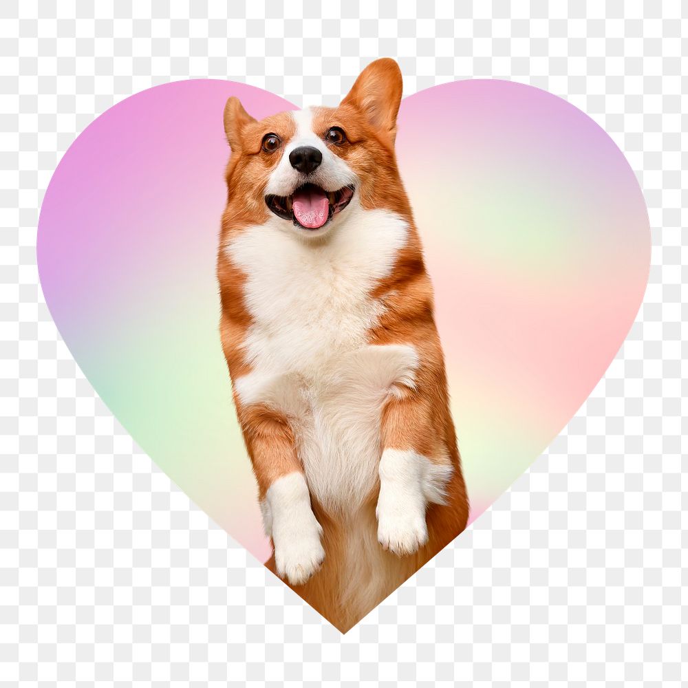 Cute Corgi dog png, heart badge design in transparent background