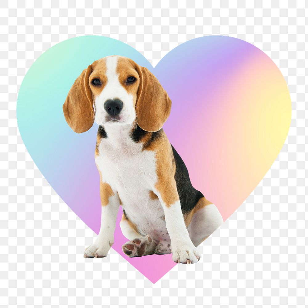 Cute beagle puppy png, heart badge design in transparent background