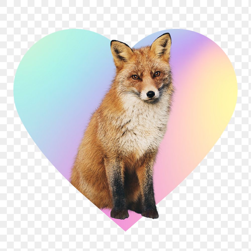 Young fox png, heart badge design in transparent background