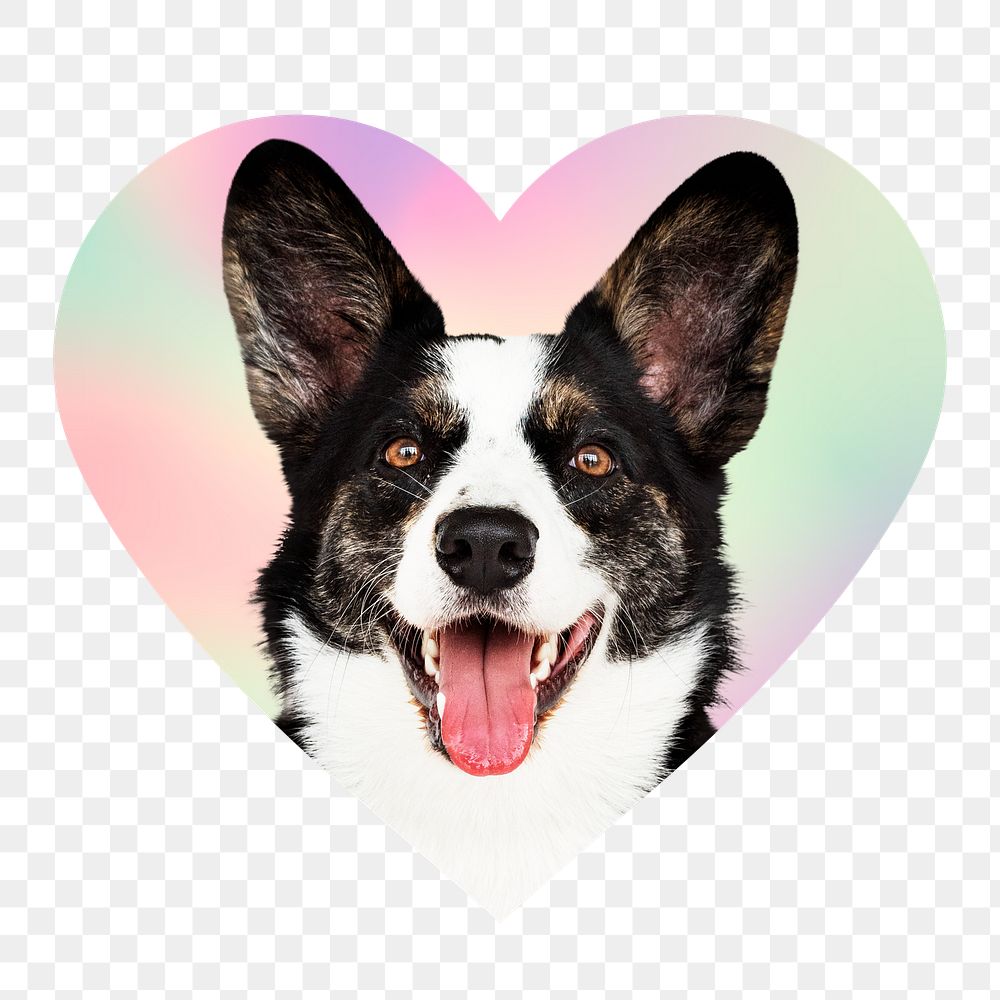 Border collie dog png, heart badge design in transparent background