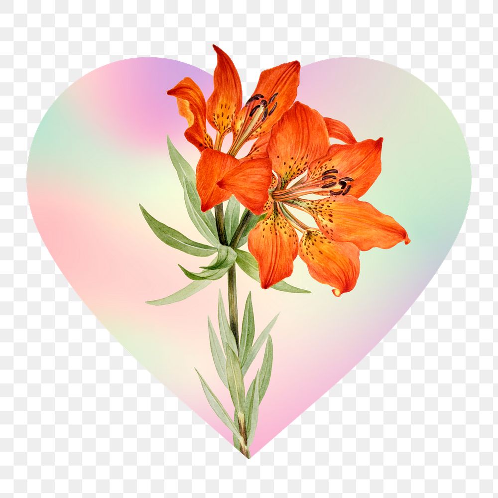 Png Lily flowers on gradient background on gradient shape, heart badge design in transparent background