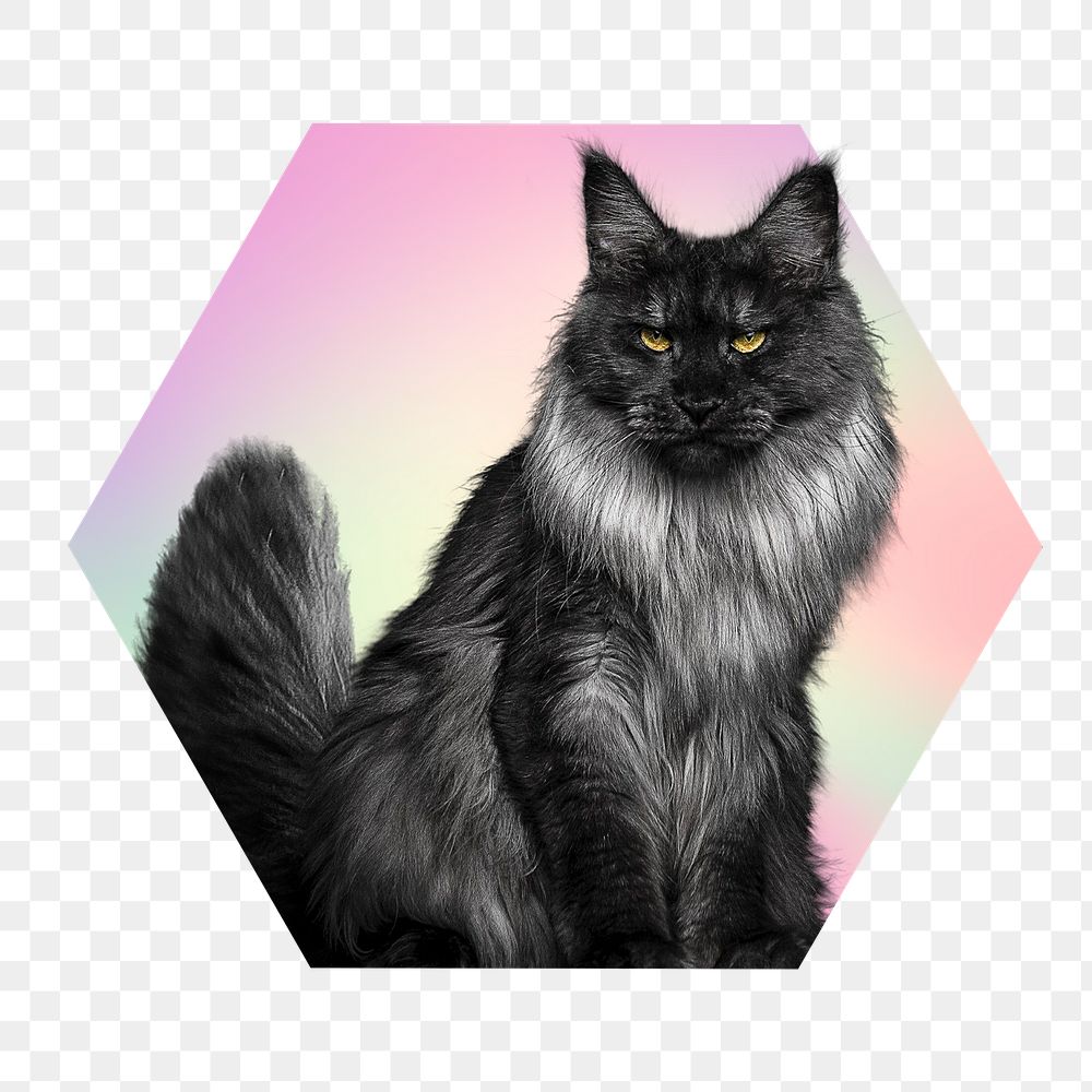 Maine Coon cat png, hexagon badge in transparent background