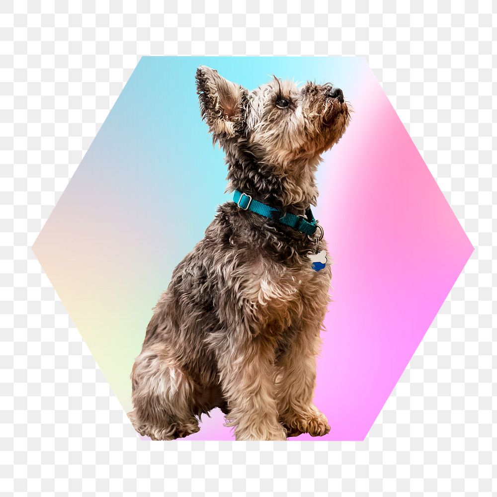 Yorkshire terrier puppy png, hexagon badge in transparent background