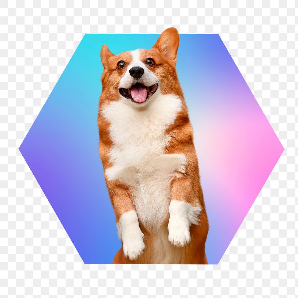 Cute Corgi dog png, hexagon badge in transparent background