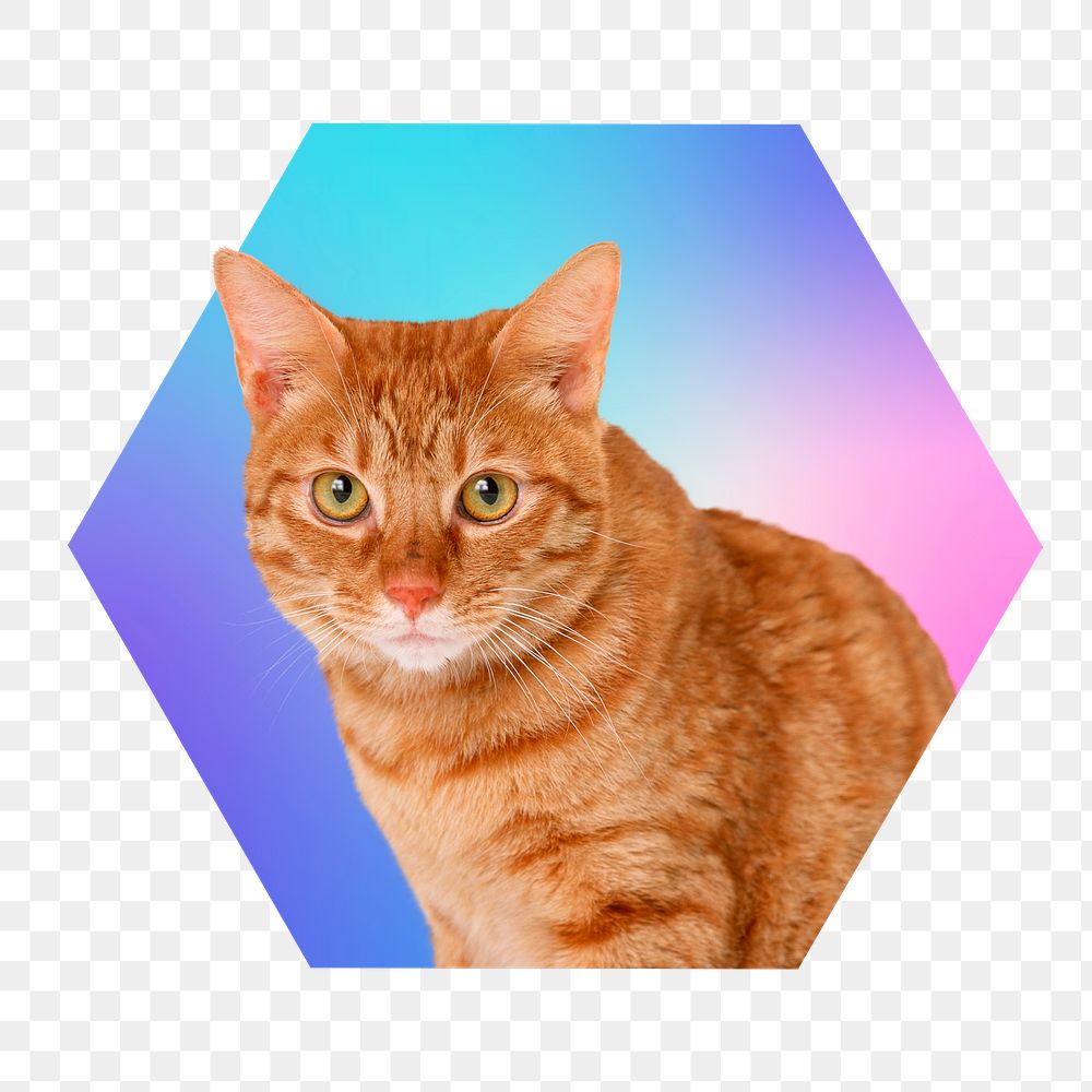 Cute tabby cat png, hexagon badge in transparent background