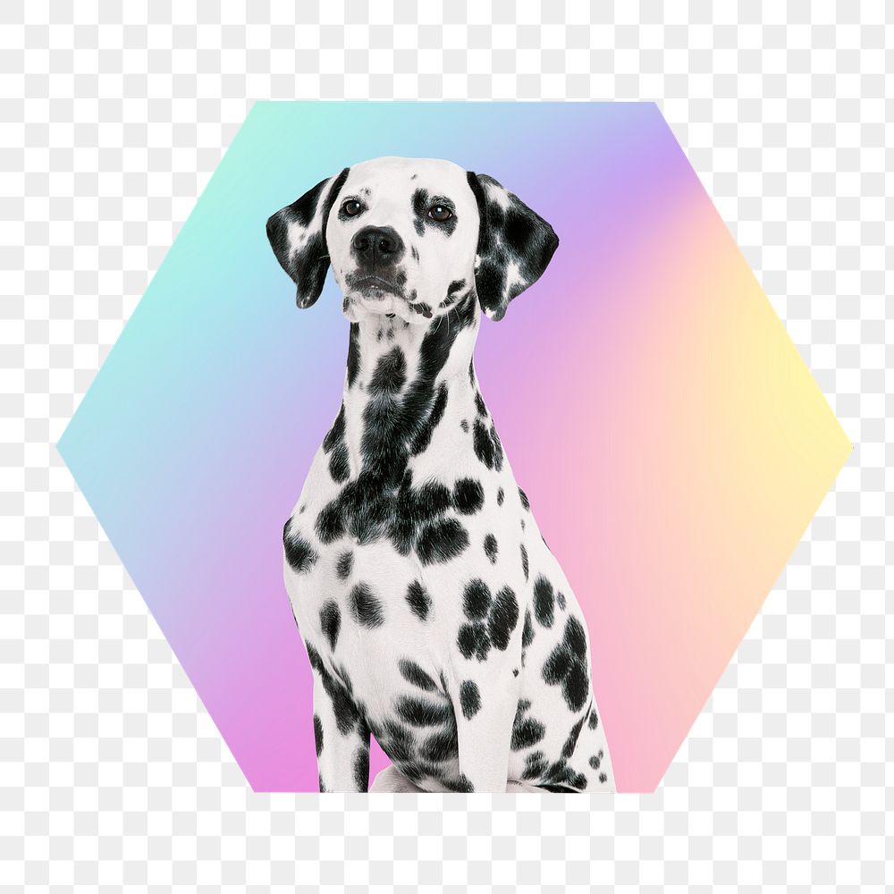 Dalmatian dog png, hexagon badge in transparent background