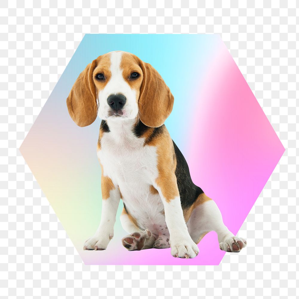 Cute beagle puppy png, hexagon badge in transparent background