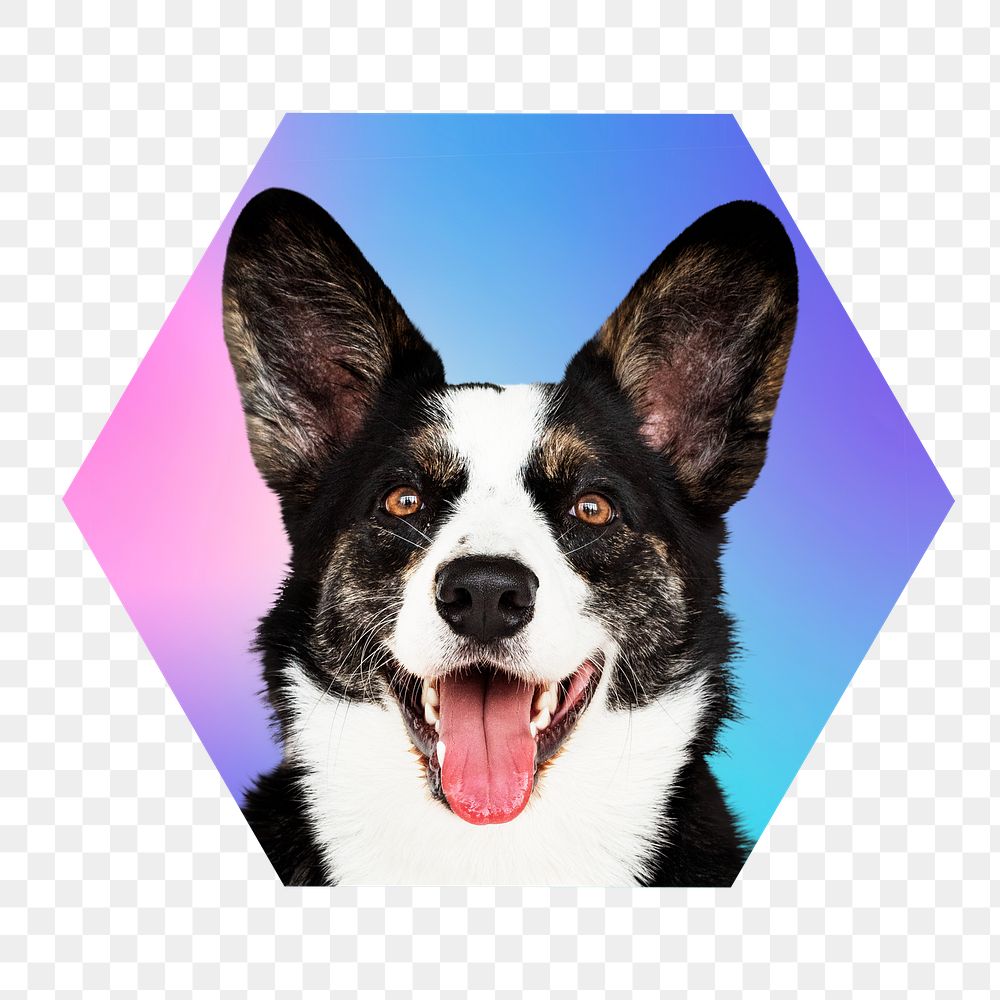 Border collie dog png, hexagon badge in transparent background