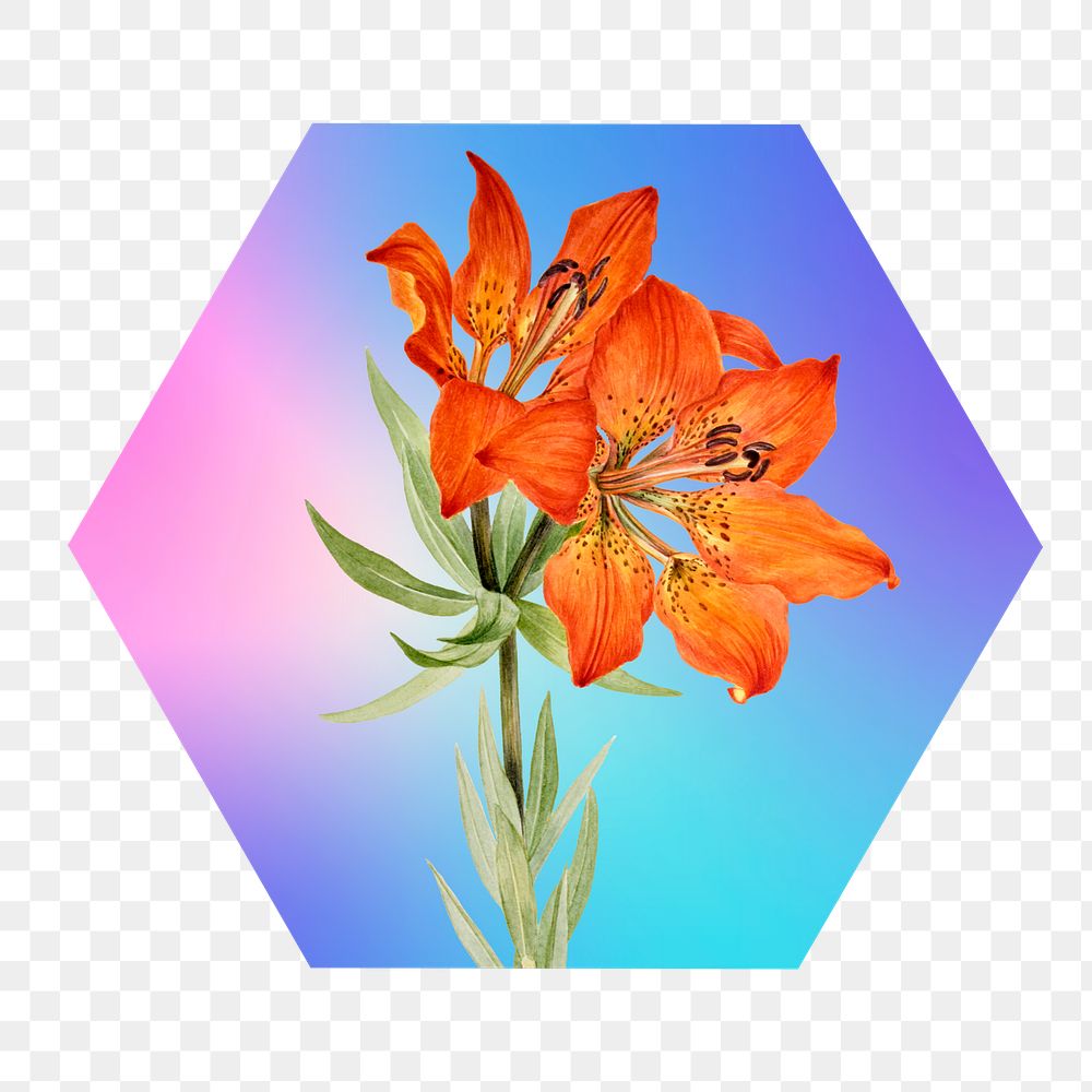 Lily flower png on gradient shape, hexagon badge in transparent background
