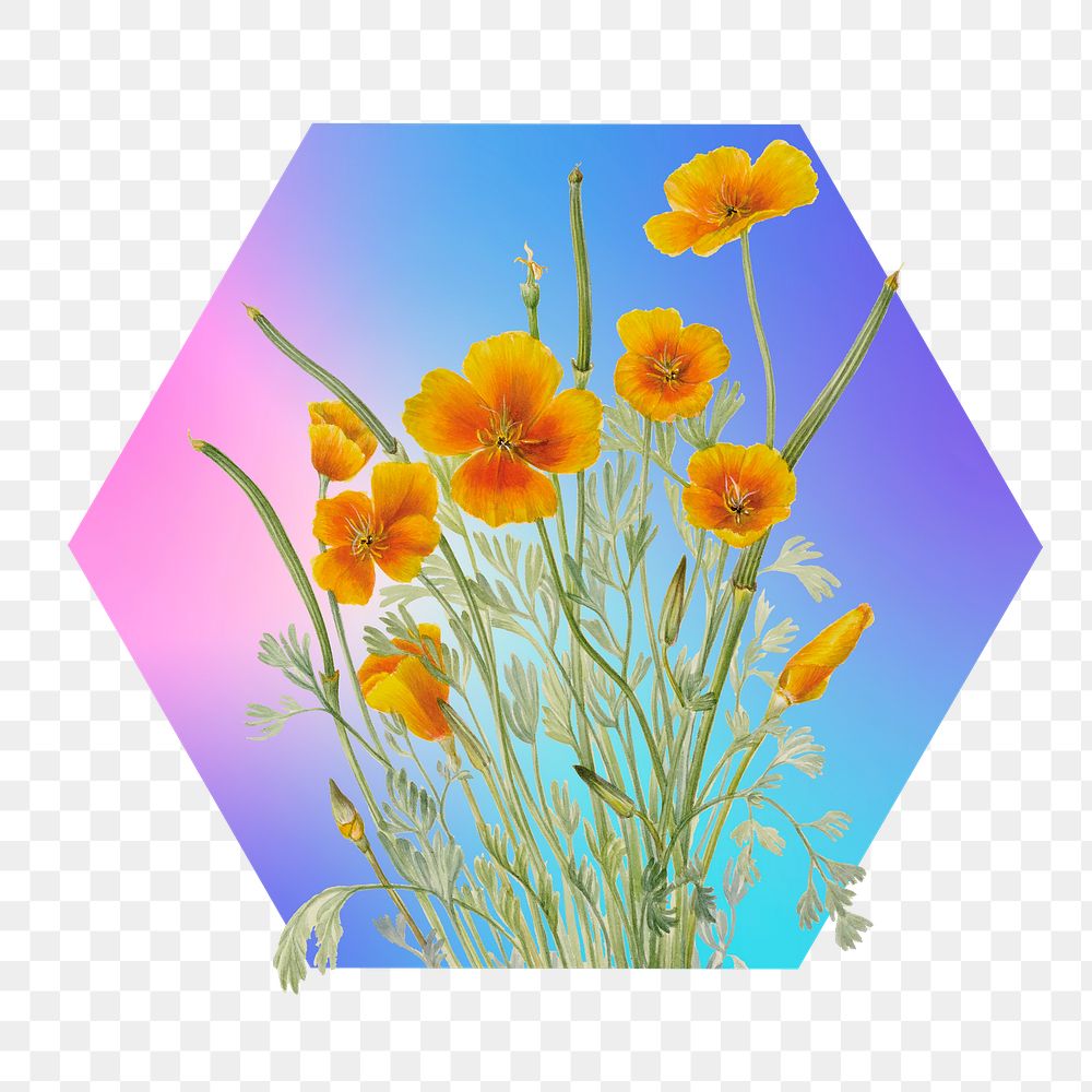 Yellow flower png on gradient shape, hexagon badge in transparent background