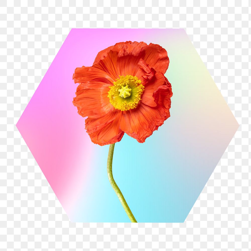 Red flower png on gradient shape, hexagon badge in transparent background