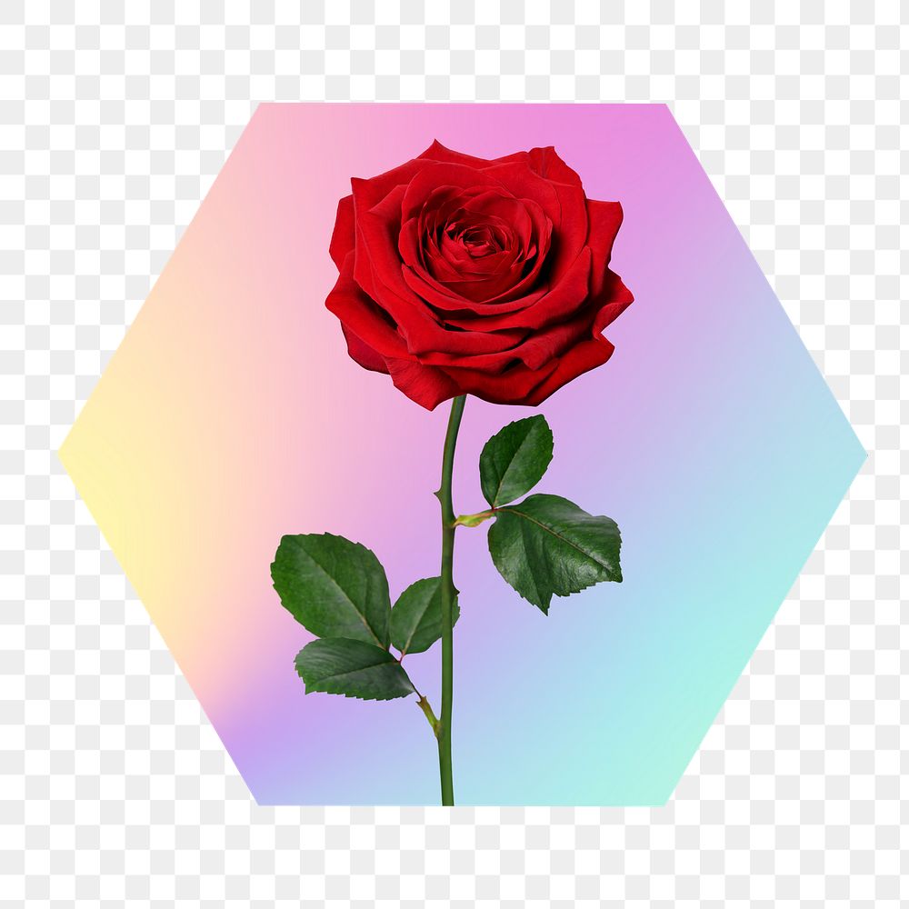Red rose png on gradient shape, hexagon badge in transparent background