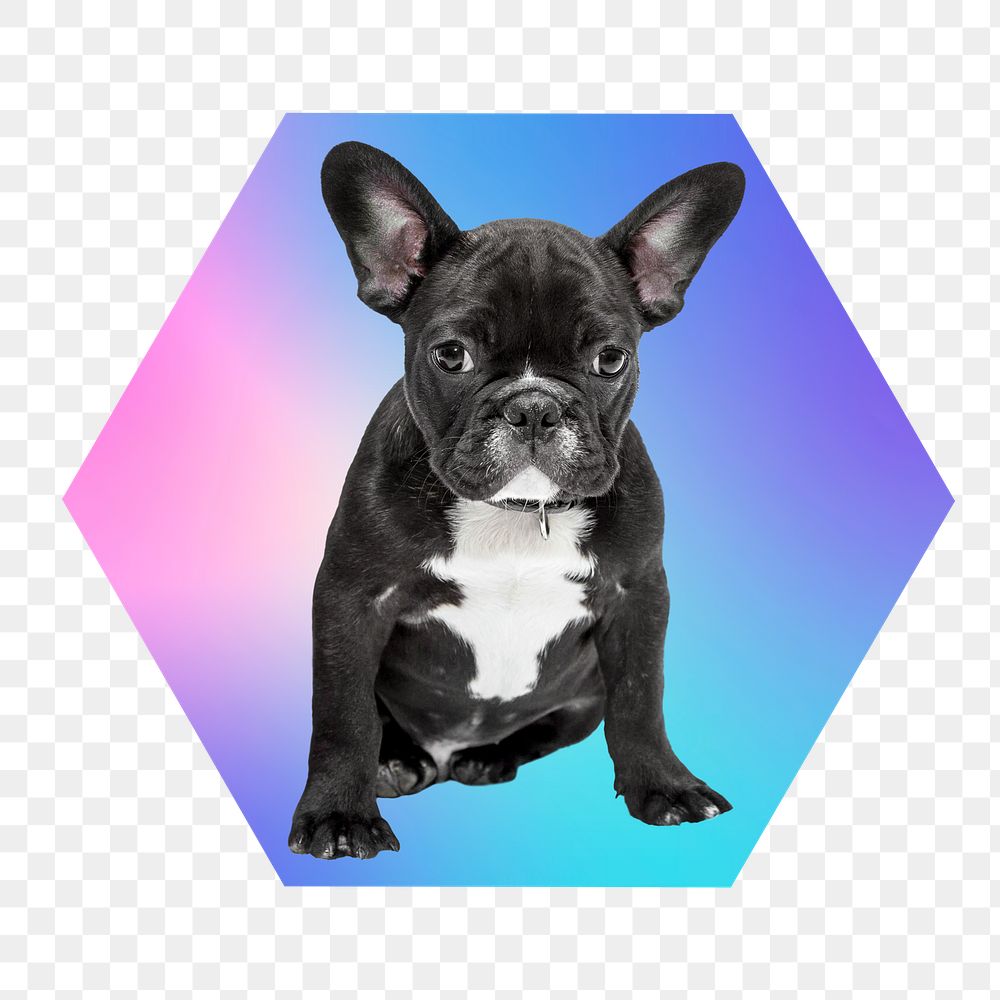 French bulldog png, hexagon badge in transparent background