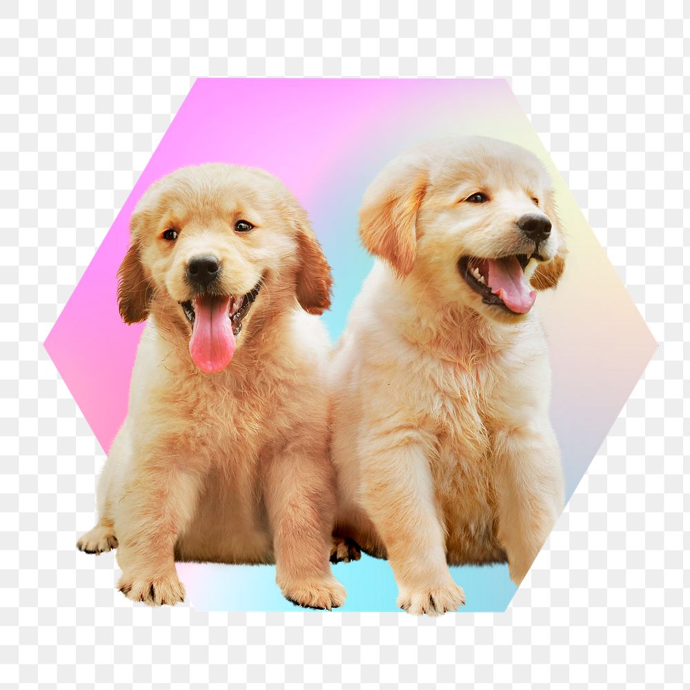 Cute golden retriever puppies, hexagon badge in transparent background