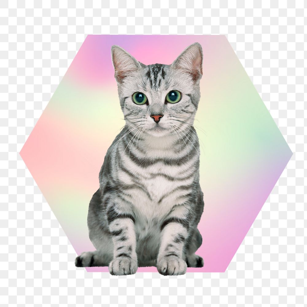 Gray tabby kitten png, hexagon badge in transparent background