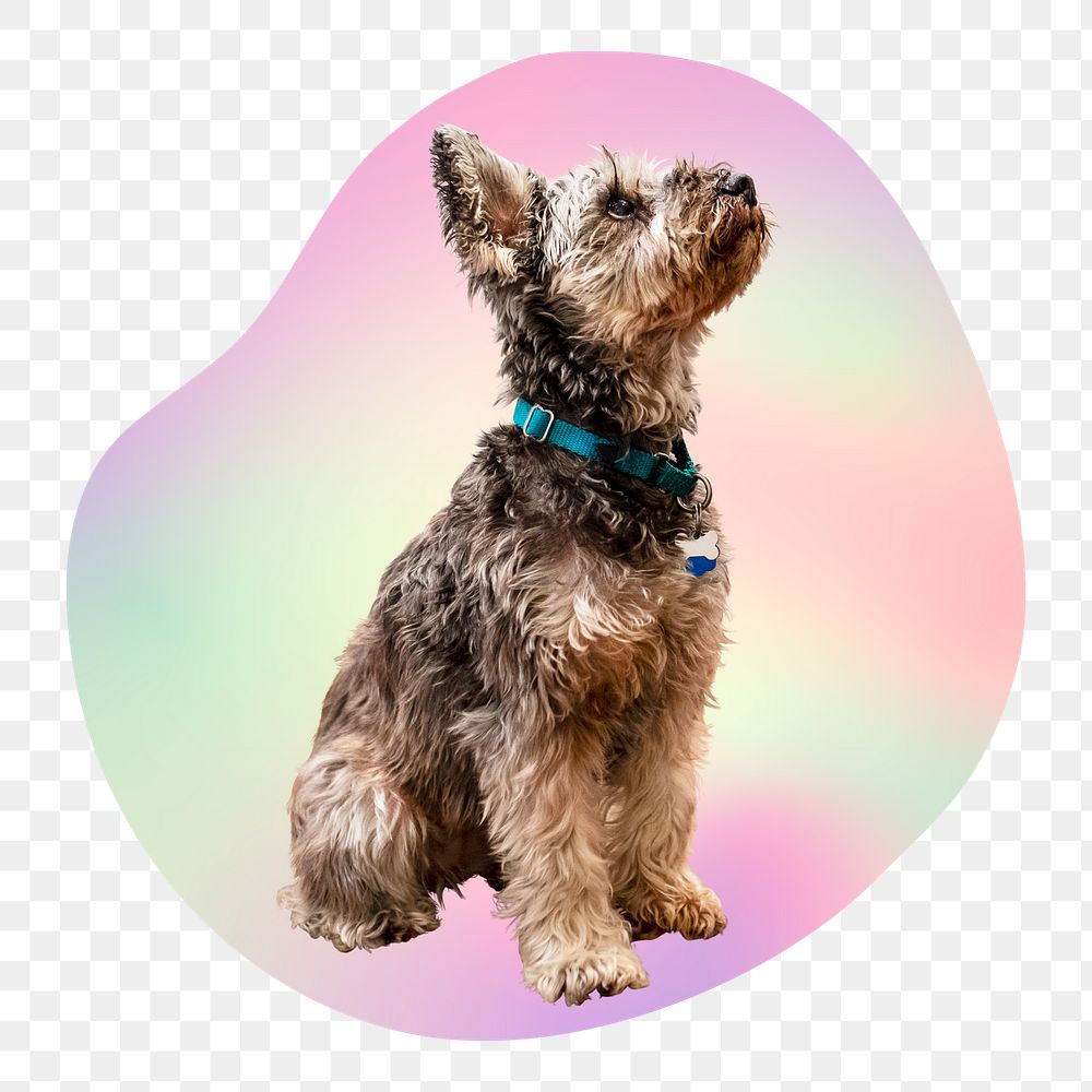 Yorkshire terrier puppy png, transparent background