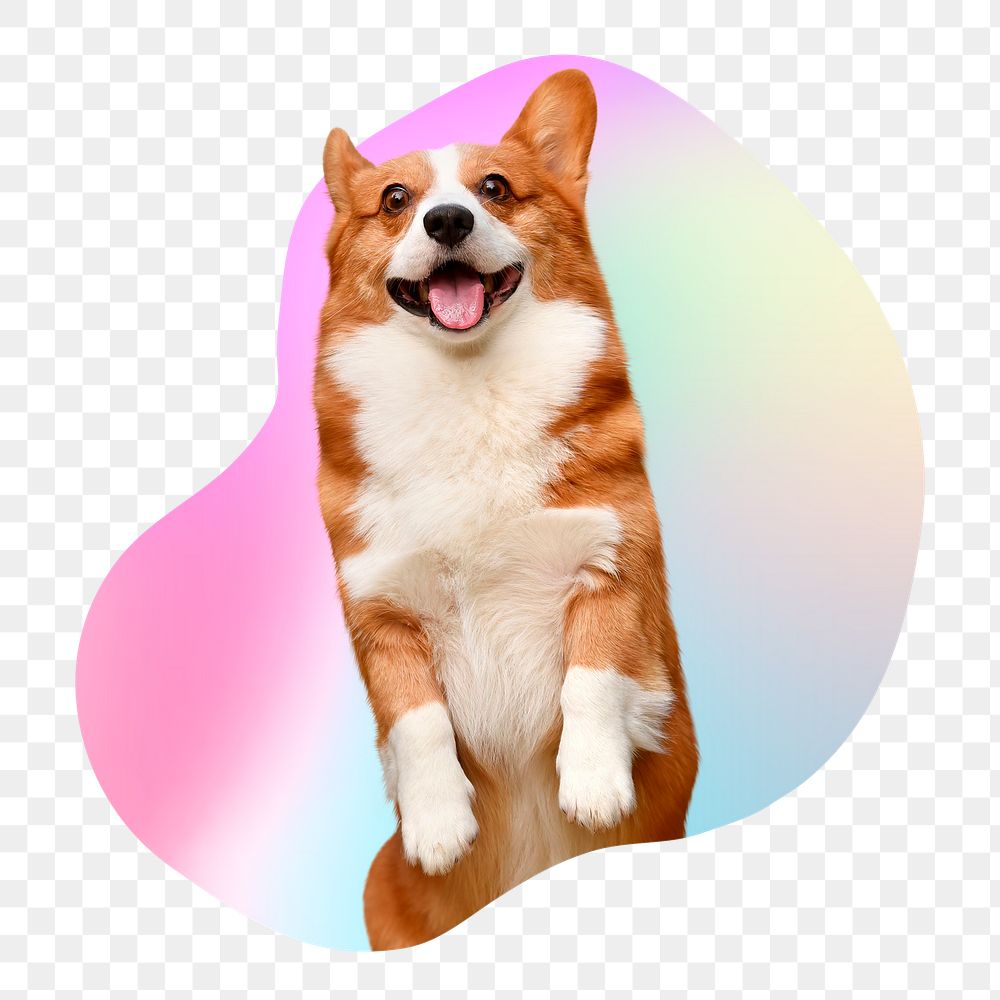 Cute Corgi dog png, transparent background