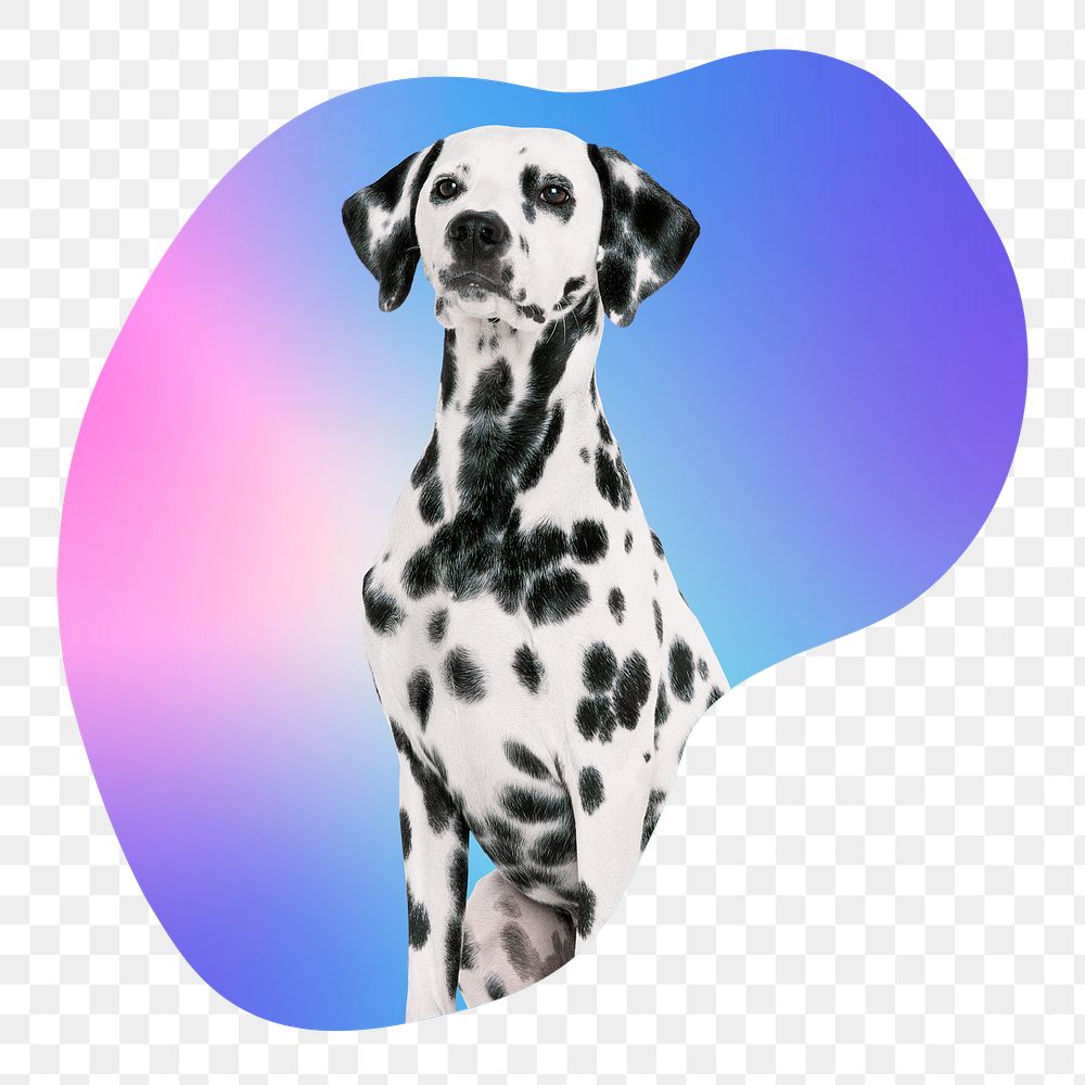 Dalmatian dog png, transparent background